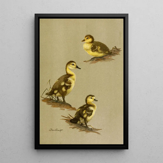 Young Red-headed Ducklings - Allan Brooks — framed artwork on a wall