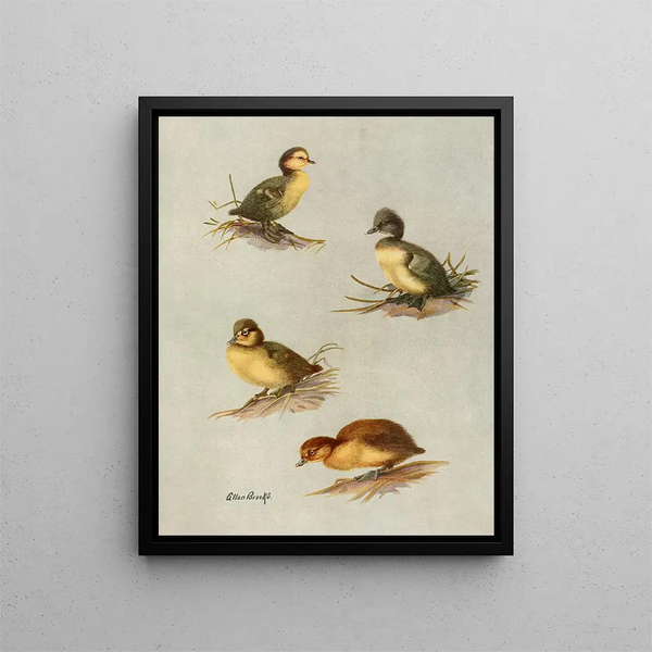 Young Downy Ducklings with White Eyes, of Tufted Duck, of Lesser Scaup, of Common Scaup - Allan Brooks — framed artwork on a wall