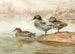 Sarcelle à faucilles - Allan Brooks — artwork view