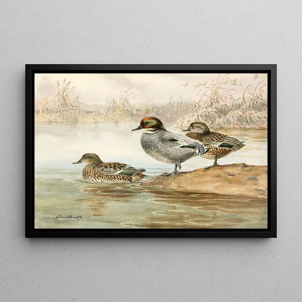 Sarcelle à faucilles - Allan Brooks — framed artwork on a wall
