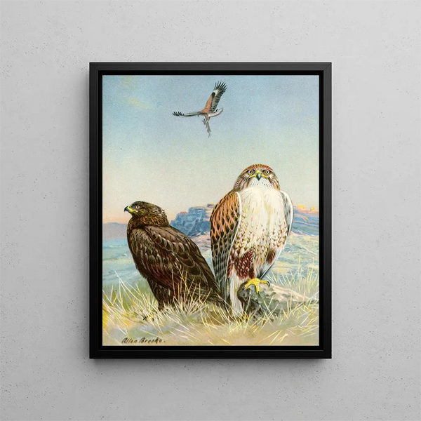 Buse pattue rouilleuse - Allan Brooks — framed artwork on a wall