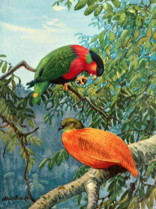 Lori des Fidji et colombe orange - Allan Brooks — artwork view