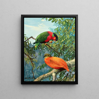 Lori des Fidji et colombe orange - Allan Brooks — framed artwork on a wall