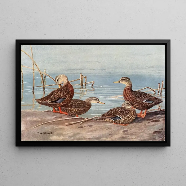 Dark Florida Duck Mexican Duck - Allan Brooks — framed artwork on a wall