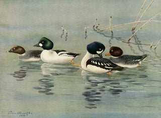 GoldenEye Barrows - Allan Brooks — artwork view