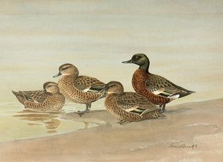 Duck with chestnut breast - Allan Brooks — artwork view