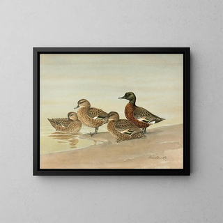 Duck with chestnut breast - Allan Brooks — framed artwork on a wall