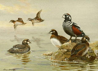 Harlequin Duck - Allan Brooks — artwork view