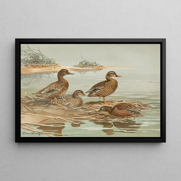 Hawaiian duck Gray duck of Oustalet - Allan Brooks — framed artwork on a wall