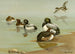 Petit fuligule - Allan Brooks — artwork view