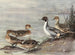 Chilean Pileated Duck - Allan Brooks — artwork view