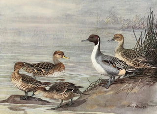 Chilean Pileated Duck - Allan Brooks — artwork view