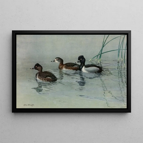 Canard à collier - Allan Brooks — framed artwork on a wall