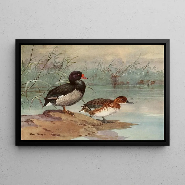 Pink-billed Duck - Allan Brooks — framed artwork on a wall
