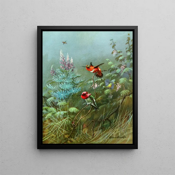 Hummingbirds orange and Annas - Allan Brooks — framed artwork on a wall
