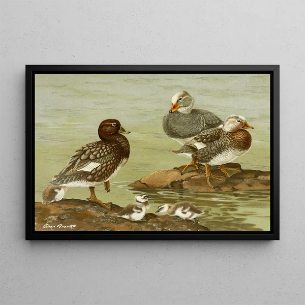 Duck in Steam - Allan Brooks — framed artwork on a wall