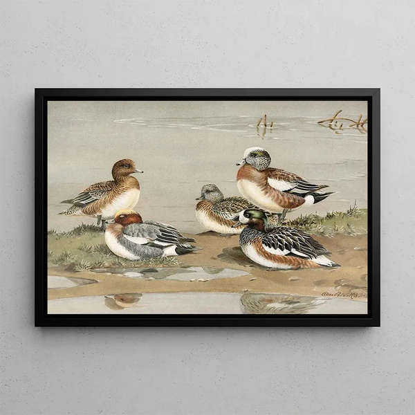 American Duck - Allan Brooks — framed artwork on a wall