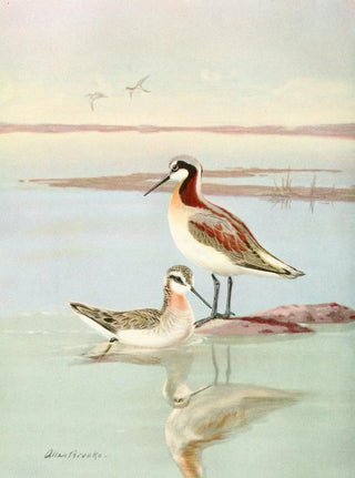 Wilson's Phalarope - Allan Brooks — artwork view