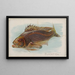 Black Fish - Allen Ginter — framed artwork on a wall