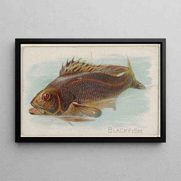 Black Fish - Allen Ginter — framed artwork on a wall