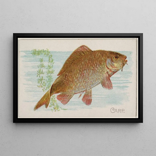 Carp - Allen Ginter — framed artwork on a wall