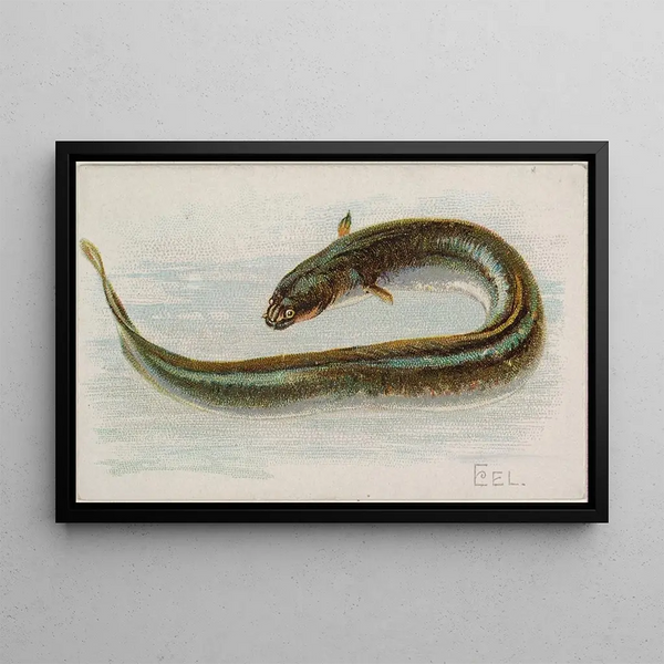 Eel - Allen Ginter — framed artwork on a wall