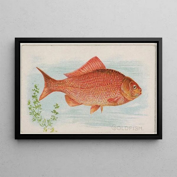 Goldfish - Allen Ginter — framed artwork on a wall