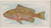 Grouper - Allen Ginter — artwork view