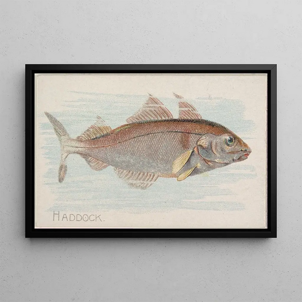 Haddock - Allen Ginter — framed artwork on a wall