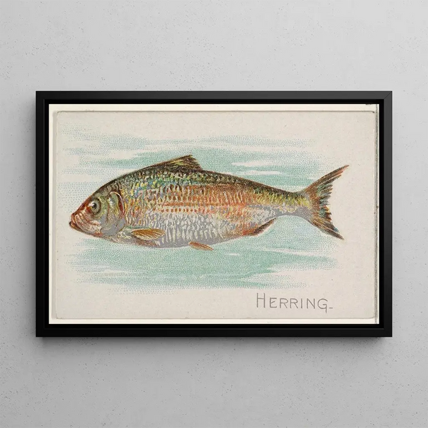 Herring - Allen Ginter — framed artwork on a wall