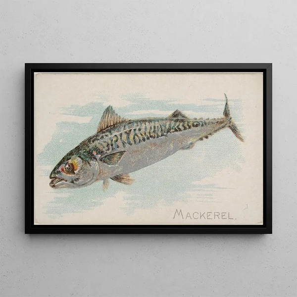 Mackerel - Allen Ginter — framed artwork on a wall