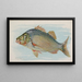 Perche - Allen Ginter — framed artwork on a wall