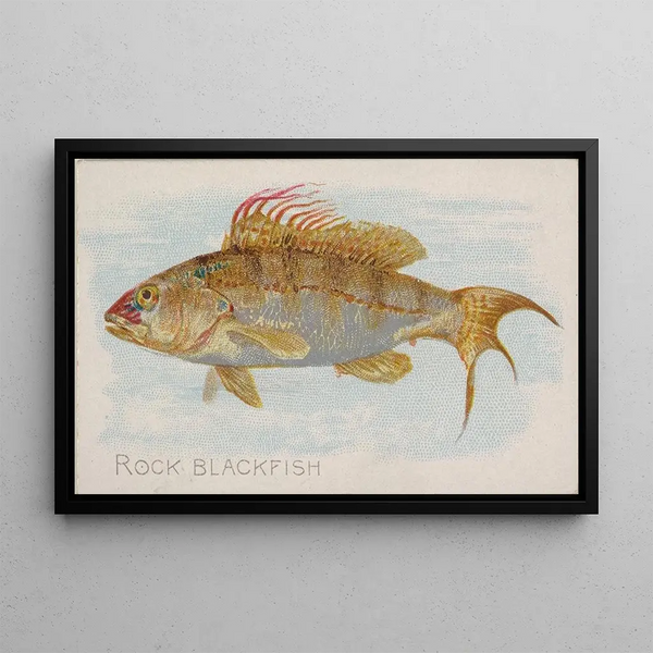Black Rock Fish - Allen Ginter — framed artwork on a wall