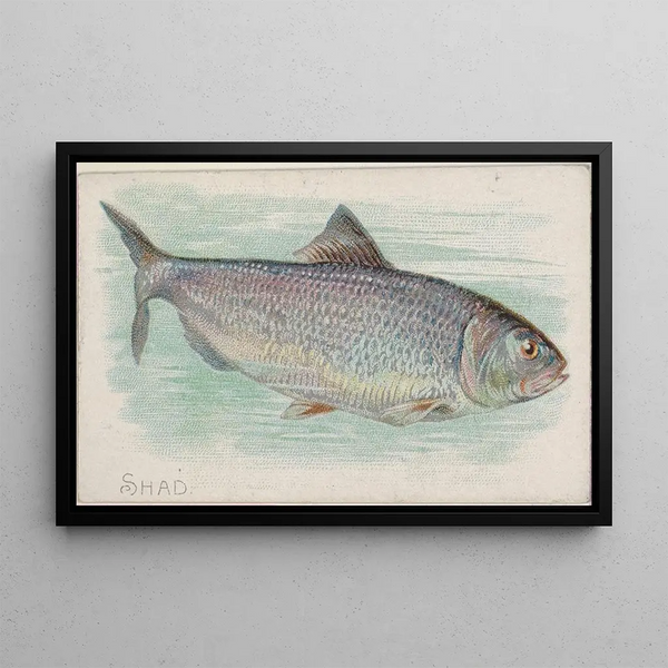 Alose - Allen Ginter — framed artwork on a wall