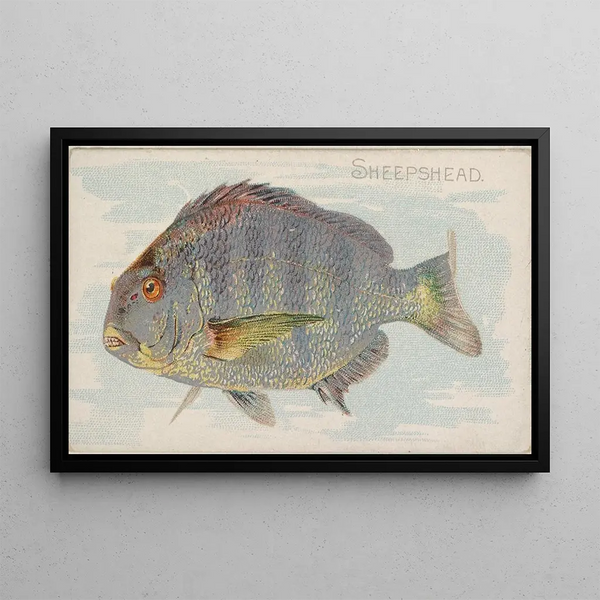 Sheepshead - Allen Ginter — framed artwork on a wall