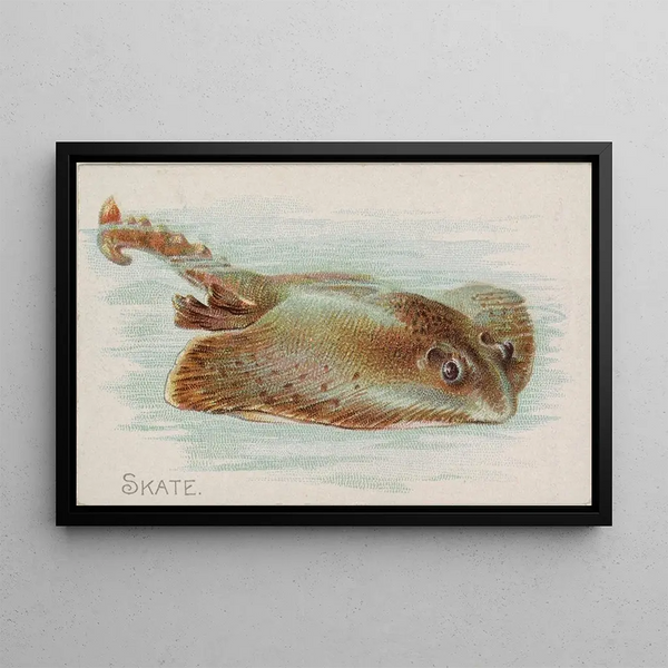 Ray - Allen Ginter — framed artwork on a wall