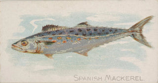 Allen Ginter - Spanish Mackerel.webp