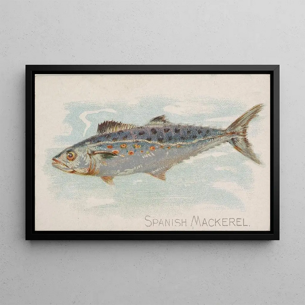 Mackerel espagnol - Allen Ginter — framed artwork on a wall