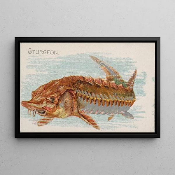 Sturgeon - Allen Ginter — framed artwork on a wall