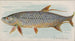 Tarpon - Allen Ginter — artwork view