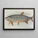 Tarpon - Allen Ginter — framed artwork on a wall
