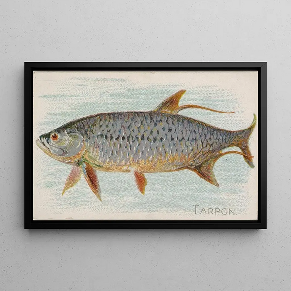 Tarpon - Allen Ginter — framed artwork on a wall
