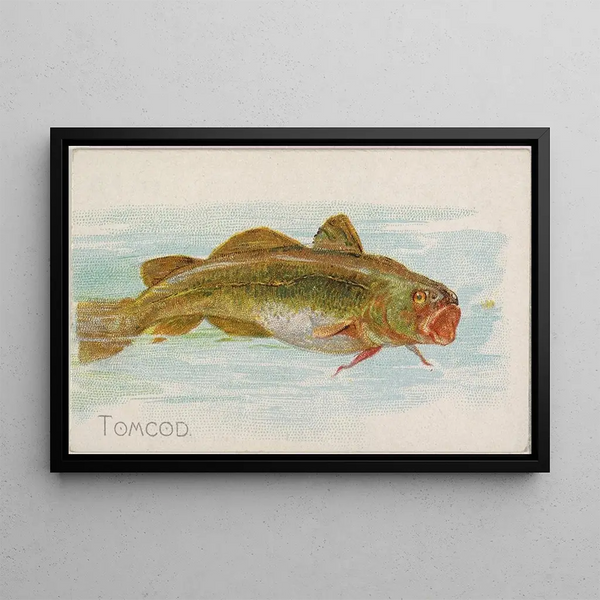 Codfish Franche - Allen Ginter — framed artwork on a wall