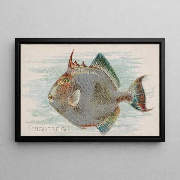 Poisson-coffre - Allen Ginter — framed artwork on a wall