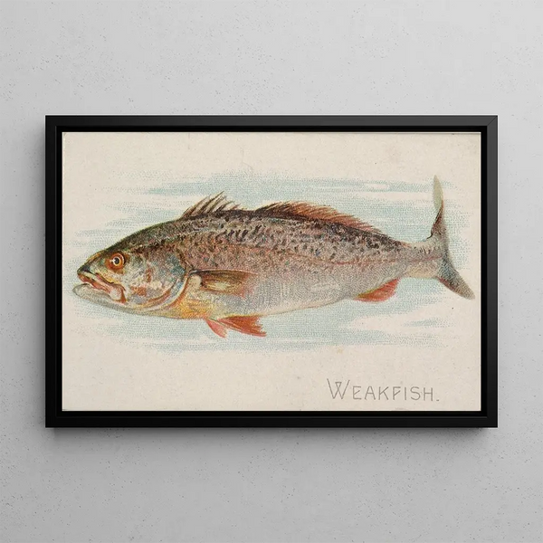 Maigre - Allen Ginter — framed artwork on a wall