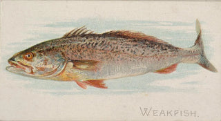 Maigre - Allen Ginter — artwork view