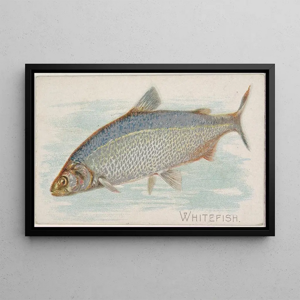 Corégone - Allen Ginter — framed artwork on a wall