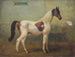 Young Spotted Stallion Painting in the Stable - Alois Bach — artwork view