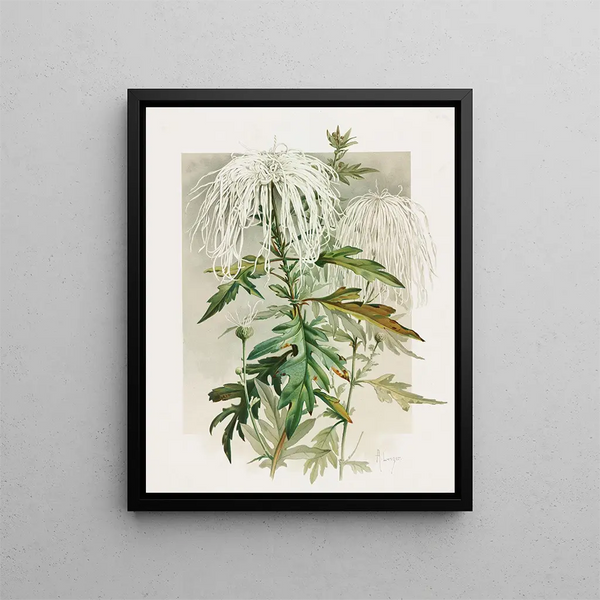 Chrysanthemum Medusa - Alois Lunzer — framed artwork on a wall