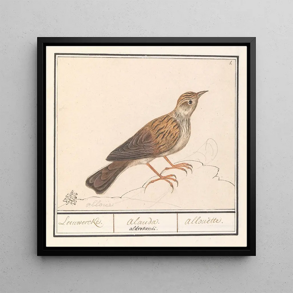 Alouette Alaudidae - Anselmus Botius de Boodt — framed artwork on a wall